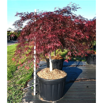 Javor palmatum 'Inaba-shidare' F00006316