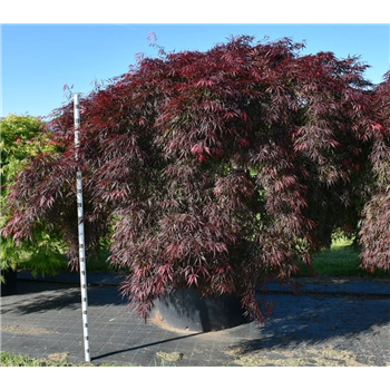 Javor palmatum 'Inaba-shidare' F00006113