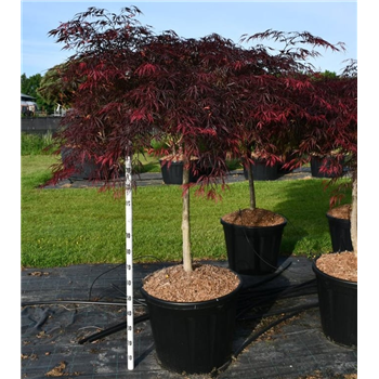 Javor palmatum 'Inaba-shidare' F00006314