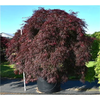 Javor palmatum 'Inaba-shidare' F00007782