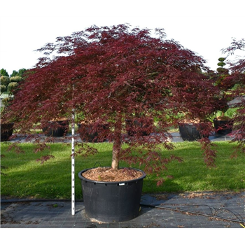 Javor palmatum 'Inaba-shidare' F00006287