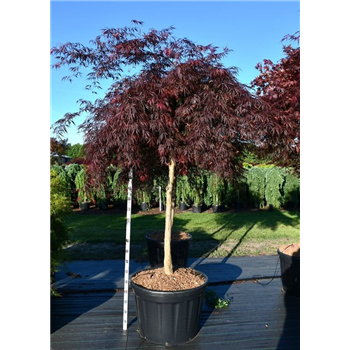 Javor palmatum 'Inaba-shidare' F00006317