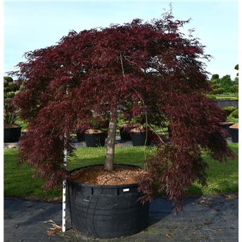 Javor palmatum 'Inaba-shidare' F00006289