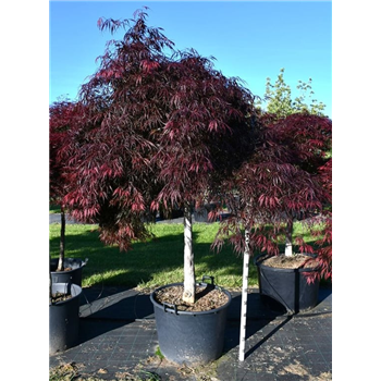 Javor palmatum 'Inaba-shidare' F00006597