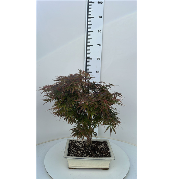 Javor palmatum 'Jerre Schwartz' F00007590