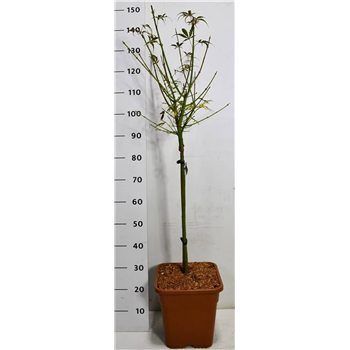 Javor palmatum 'Jerre Schwartz' F00006490