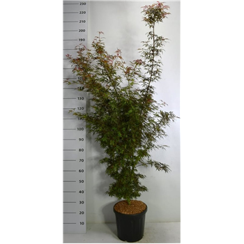 Javor palmatum 'Jerre Schwartz' F00006159