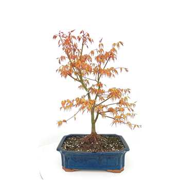 Javor palmatum 'Katsura' F00007592