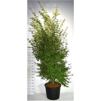 Javor palmatum 'Katsura' F00006404