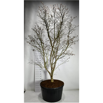 Javor palmatum 'Masu-kagami' F00006292