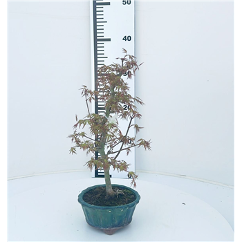 Javor palmatum 'Orihime' F00007598