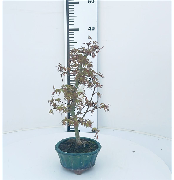 Javor palmatum 'Orihime' F00007598