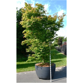 Javor palmatum 'Osakazuki' F00006115