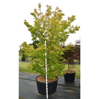 Javor palmatum 'Sangokaku' F00006088
