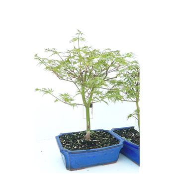Javor palmatum 'Seiryu' F00007599