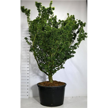 Javor palmatum 'Shishigashira' F00007979