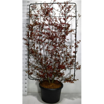 Javor palmatum 'Skeeters Broom' F00006329