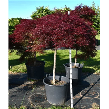 Javor palmatum 'Stella Rossa' F00006004