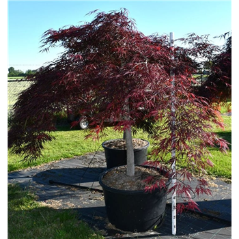 Javor palmatum 'Stella Rossa' F00006114