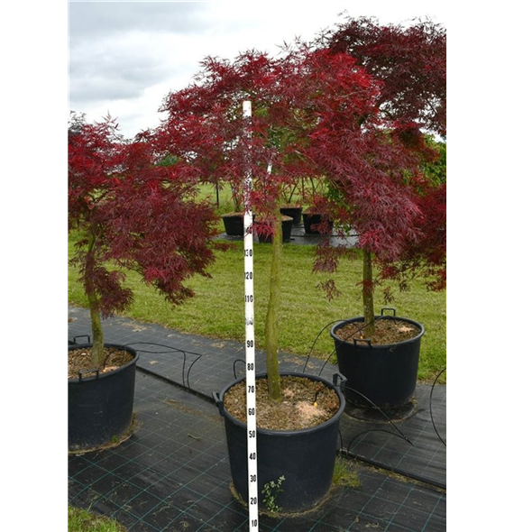 Javor palmatum 'Stella Rossa' F00006602