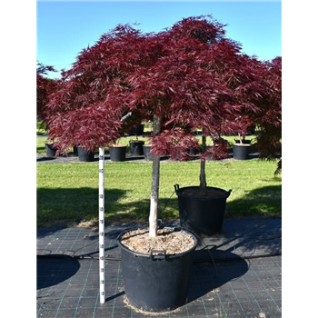 Javor palmatum 'Stella Rossa' F00006079