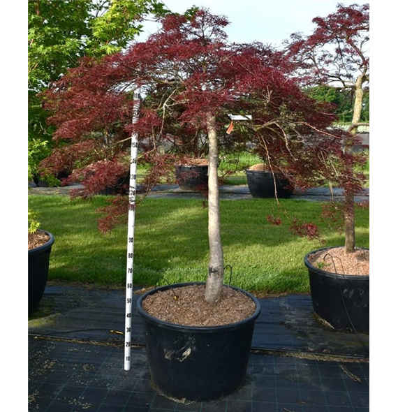 Javor palmatum 'Stella Rossa' F00006290