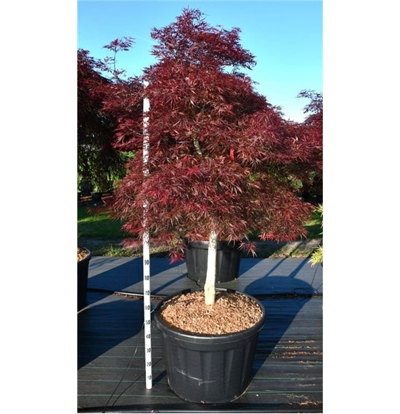 Javor palmatum 'Stella Rossa' F00006322
