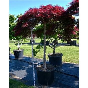 Javor palmatum 'Stella Rossa' F00006078