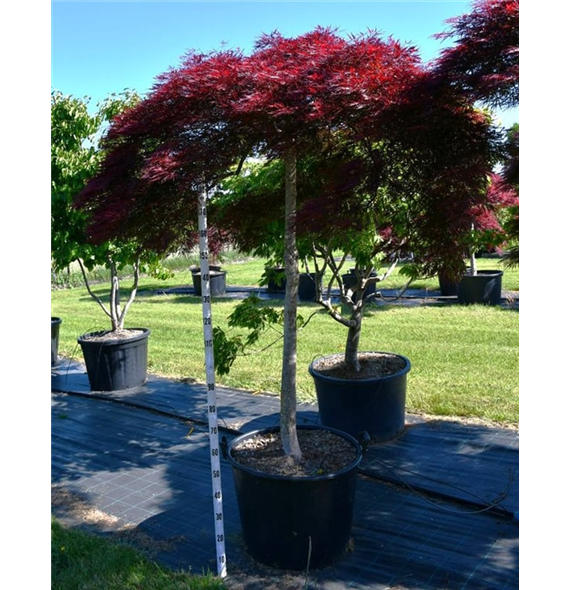 Javor palmatum 'Stella Rossa' F00006078