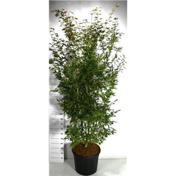 Javor palmatum 'Sumi-nagashi' F00006446