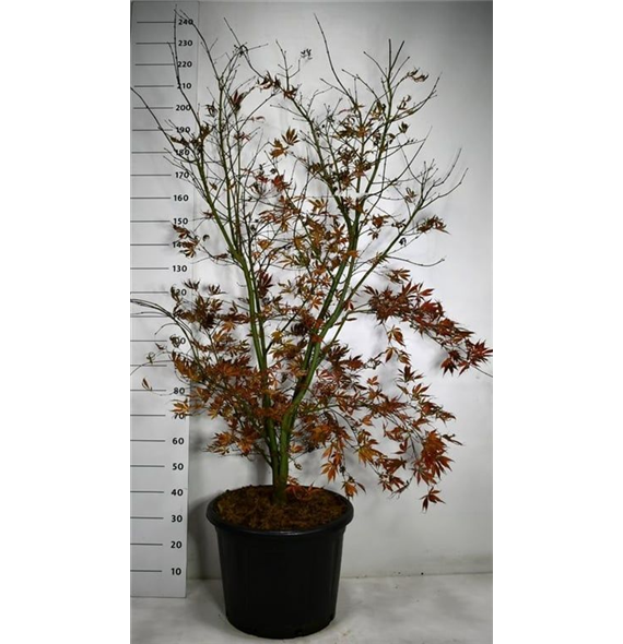 Javor palmatum 'Summer Sunset' F00006153