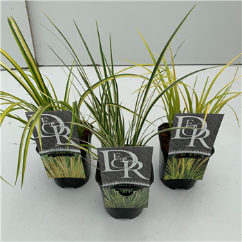 Acorus gramineus mix F00004061