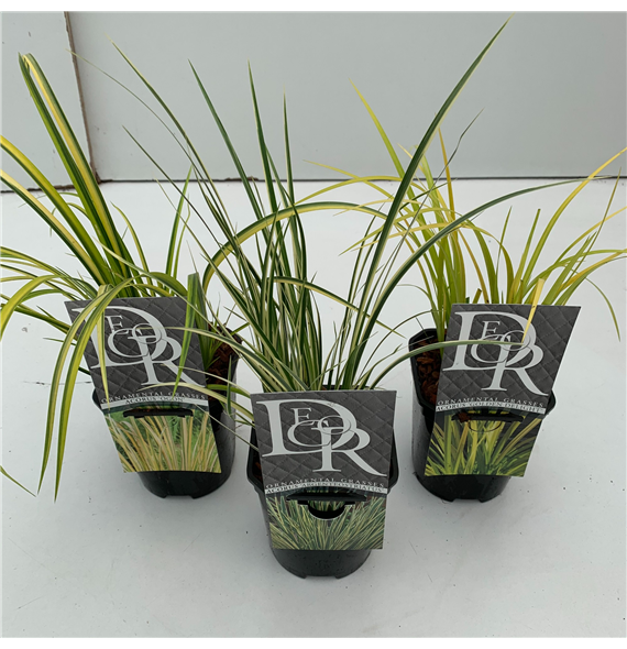 Acorus gramineus mix F00004061