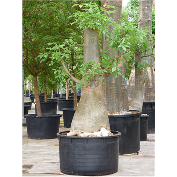 Adansonia digitata 4ADDIRS45