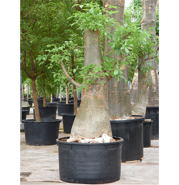 Adansonia digitata 4ADDIRS45