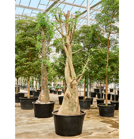 Adansonia digitata 4ADDIRS50
