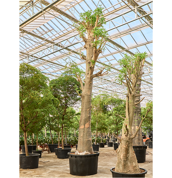 Adansonia digitata 4ADDIRS60