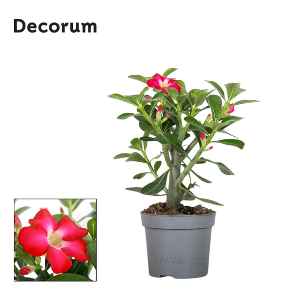 Adenium obesum F00001159