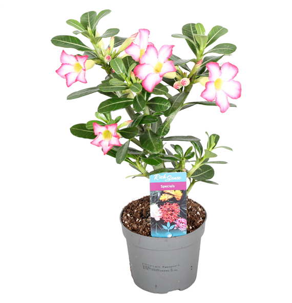 Adenium obesum 'Pinkstar' F00000330