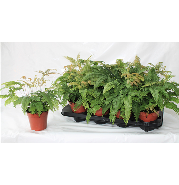 Adiantum hispidulum ‘Bronze Venus’ F00004533
