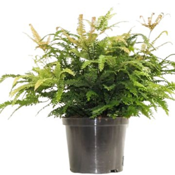 Adiantum hispidulum ‘Bronze Venus’ F00003010