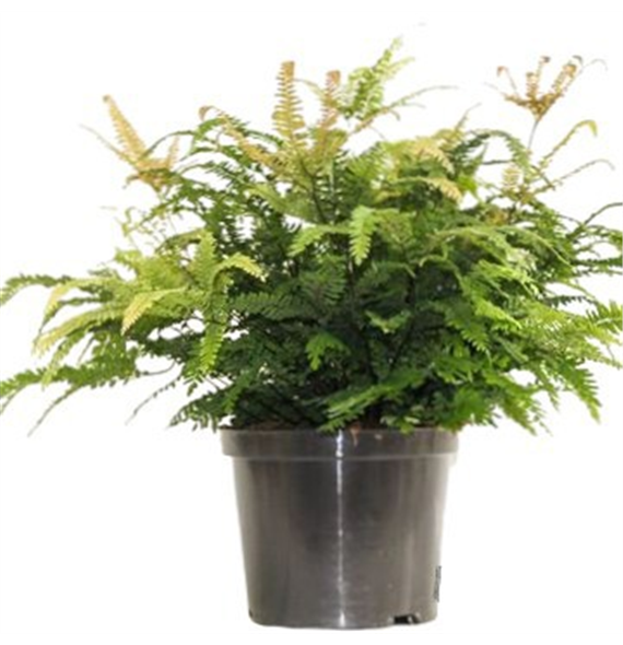 Adiantum hispidulum ‘Bronze Venus’ F00003010