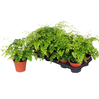 Adiantum raddianum 'Fragrans' F00002344