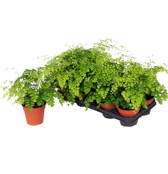 Adiantum raddianum 'Fragrans' F00002344