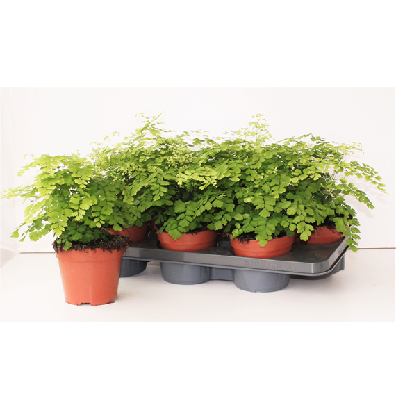 Adiantum raddianum 'Fragrans' F00002345