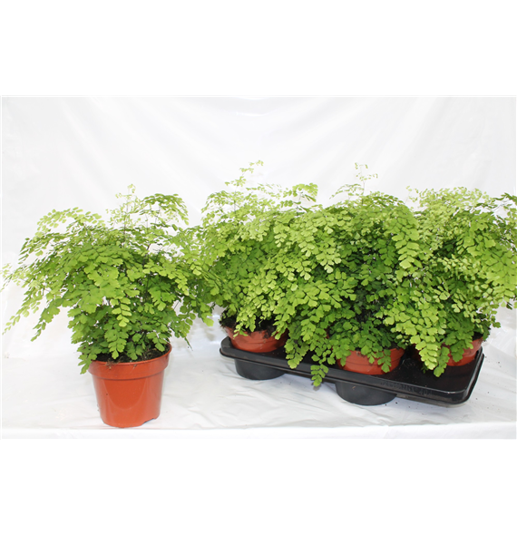 Adiantum raddianum 'Fragrans' F00002346