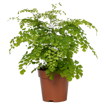 Adiantum raddianum 'Fragrans' 6/tray F00001745