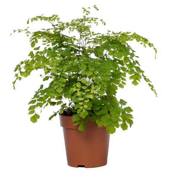 Adiantum raddianum 'Fragrans' 6/tray F00001745