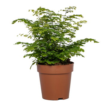 Adiantum raddianum 'Fritz-Luthi' F00001746