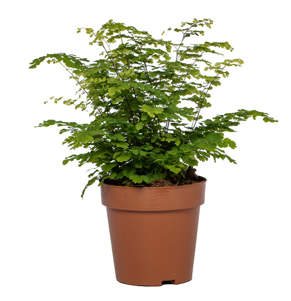 Adiantum raddianum 'Fritz-Luthi' F00001746